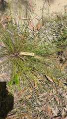 Tricostularia pauciflora