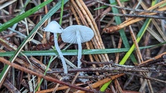 Hemimycena lactea