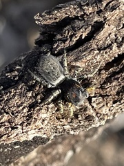 Phidippus mystaceus