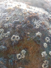 Chthamalus dentatus