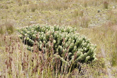 Mimetes fimbriifolius