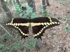 Heraclides cresphontes