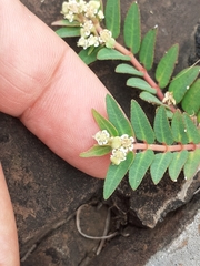 Euphorbia selloi