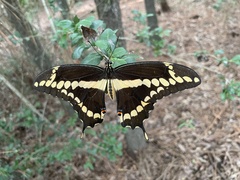 Heraclides cresphontes