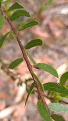 Acacia hispidula