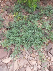 Camptosema rubicundum