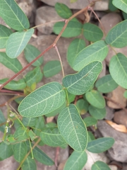 Camptosema rubicundum