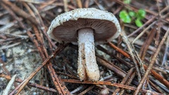 Agaricus devoniensis