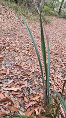 Dianella prunina