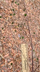 Dianella prunina
