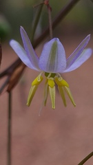 Dianella prunina