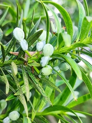 Podocarpus