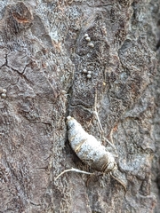 Alsophila pometaria