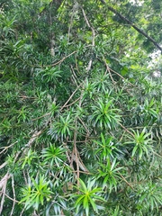 Podocarpus