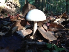 Amanita bisporigera