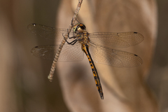 Hemicordulia continentalis