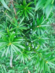 Podocarpus