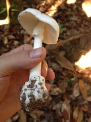 Amanita bisporigera