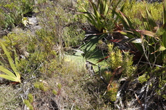 Brunsvigia orientalis