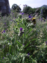 Bombus haematurus