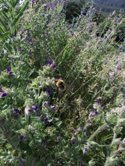 Bombus haematurus