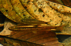 Lebiasininae