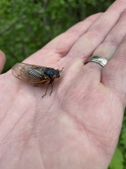 Magicicada septendecim