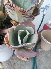 Kalanchoe marmorata