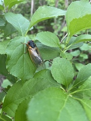 Magicicada septendecim