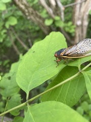 Magicicada septendecim