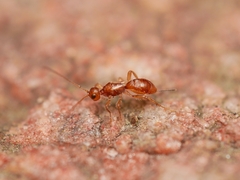 Doryctinae