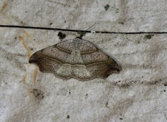 Laspeyria flexula