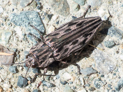 Chalcophora angulicollis