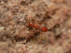 Doryctinae