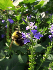 Bombus haematurus