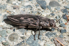 Chalcophora angulicollis