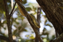 Drymarchon melanurus