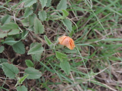 Malvastrum aurantiacum