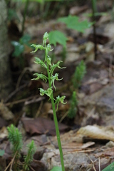 Platanthera hookeri