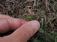 Malvastrum aurantiacum