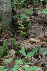 Platanthera hookeri