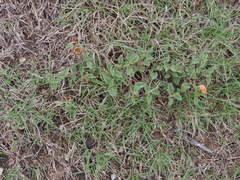 Malvastrum aurantiacum