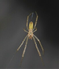 Larinia