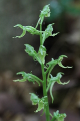 Platanthera hookeri