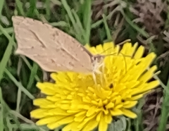 Abaeis mexicana