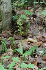 Platanthera hookeri