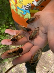 Magicicada septendecim