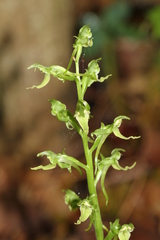 Platanthera hookeri