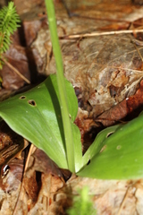 Platanthera hookeri