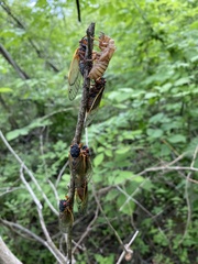 Magicicada septendecim